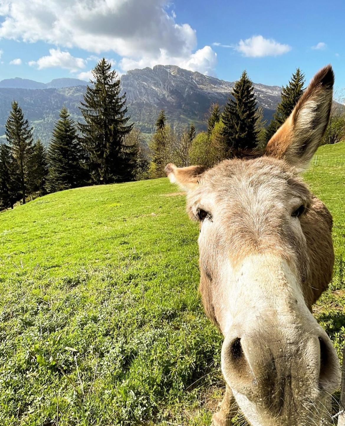 La Ferme Des Vonezins Otel Thônes Dış mekan fotoğraf