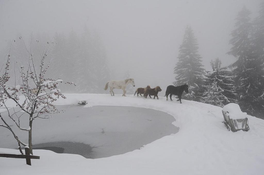 La Ferme Des Vonezins Otel Thônes Dış mekan fotoğraf