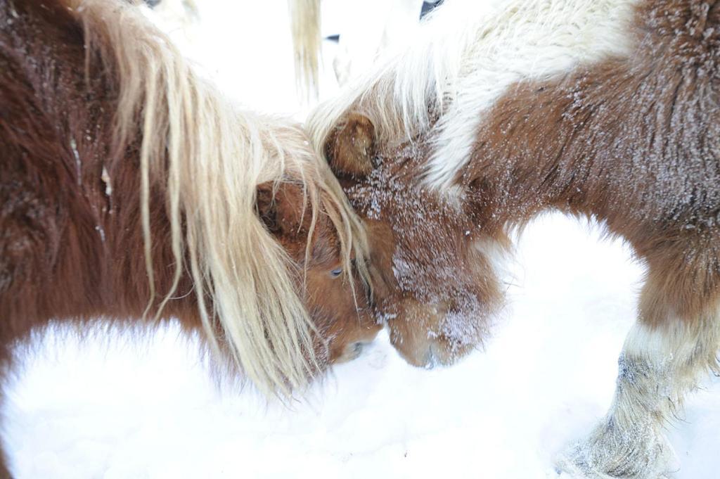 La Ferme Des Vonezins Otel Thônes Dış mekan fotoğraf